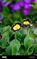 Bildergebnis für Primula auricula Rajah