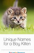 Image result for Rare Boy Cat Names