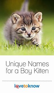 Image result for Cool Unique Boy Cat Names