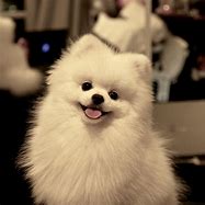 Image result for Cutest Pomeranian