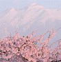 Image result for Japan Osaka Castle in Cherry Blossom