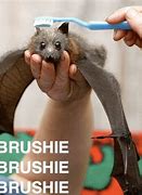 Image result for Brushie Bat