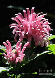 Image result for Brazilian Plume Flower