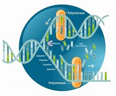 Image result for DNA Replication