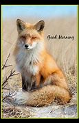 Image result for Morning Fox Meme