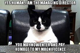 Image result for Cat Boss Meme