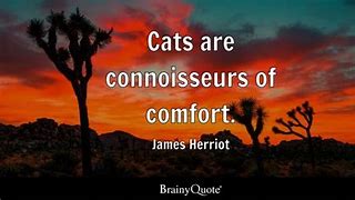 Image result for Sassy Cat Quotes