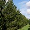 Image result for Picea abies Pitzi 2