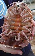 Image result for Isopod Face