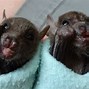 Image result for Baby Egyptian Fruit Bat