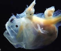 Image result for Angler Fish Fusion