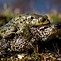 Image result for bufo