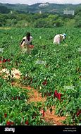 Image result for Zimbabwe Women Farm Workers