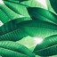 Image result for Tropical iPhone Backgrounds