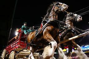 Image result for Budweiser Horse Racing Image