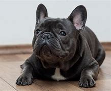 Image result for French Bulldog Zoomies