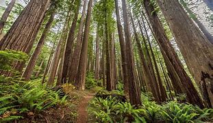 Image result for Redwood City California Weather