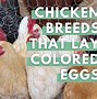 Image result for Brown Chicken Eggs