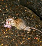 Image result for Rat Eating Bat
