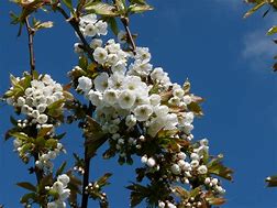 Résultat d’images pour Prunus avium Varikse Zwarte