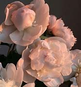 Image result for Peach Flower Aesthetic