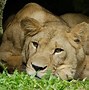 Image result for Lion in the Zoo