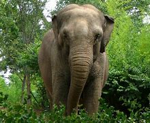 Image result for elefante