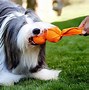 Image result for DIY Cat and Dog Toys