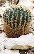 Image result for Growing Cactus From Cutting