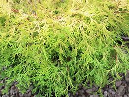 Image result for Chamaecyparis obtusa Kamarachiba