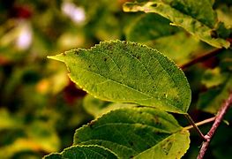 Image result for Free Picture of a Apple Tree Leaf