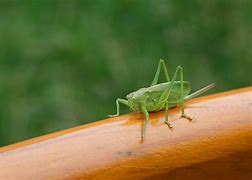 Image result for Cricket Bug