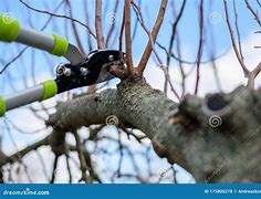 Image result for apples trees prune shear