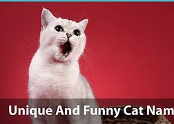Image result for Hilarious Cat Names