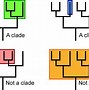 Image result for Plant Family Tree