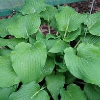 Image result for Hosta Eos