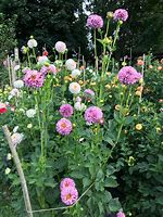 Image result for Dahlia Marble Ball