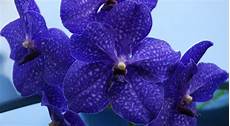 un orchidea da regalare alle orchidea un regalo originale ma quando 232 naturale un orchidea da regalare alle orchidea un regalo originale ma quando 232 naturale