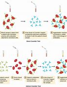 Image result for Complement Assays