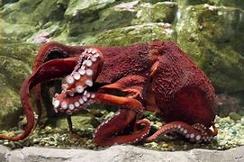 Image result for The Largest Octopus