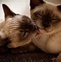 Image result for Siamese Cat Christmas