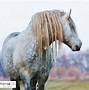 Image result for Dapple Gray Horse Names