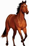 Image result for Black Horse with No Background