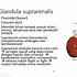 Image result for adfenal