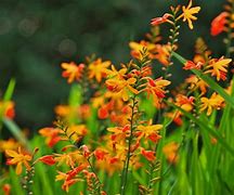 Image result for Crocosmia grootbloemig mix