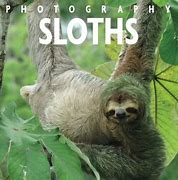 Image result for Sloth Ansa Sun Space