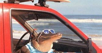 Image result for Alligator with Glasses in a Car