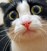 Image result for Funny Shocked Face Cat Meme