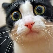 Image result for Funny Surprised Cat