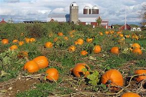 Image result for Fall Pumpkin Farm